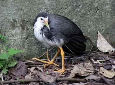 鳥類図鑑・シロハラクイナ